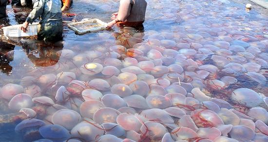 温州海域海蜇几乎绝迹 水生野生动物保护境况