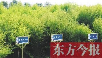 “东方神药”青蒿素