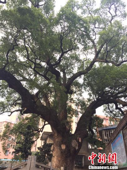 湖南郴州发现一株树龄1210年古樟树，如今依旧枝繁叶茂。　徐志雄摄