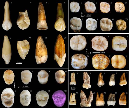 图1:道县古人类牙齿与其他古人类牙齿的横向比较(详见原文)