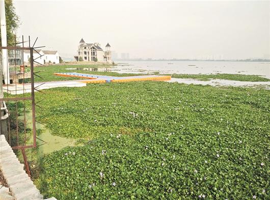 武汉东湖局部水葫芦泛滥成灾 面积达到数千平方米