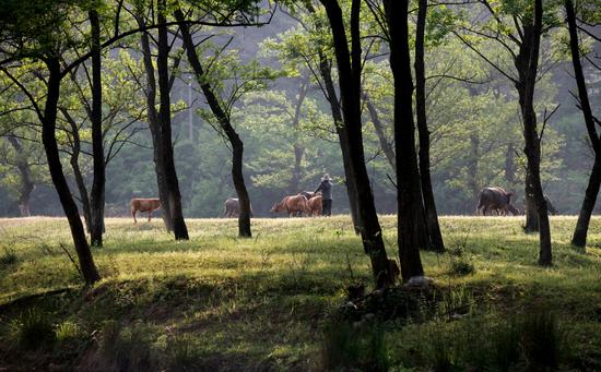 新县郭家河:烟柳中的山水故园_信阳频道_新浪河南_新浪网