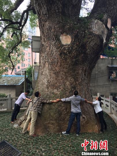湖南郴州发现一株树龄1210年古樟树，其径围达9.35米，需要8名以上的成年人才可以环抱住。　徐志雄摄