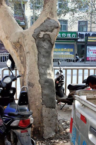 郑州街头法桐被填满砖块抹水泥