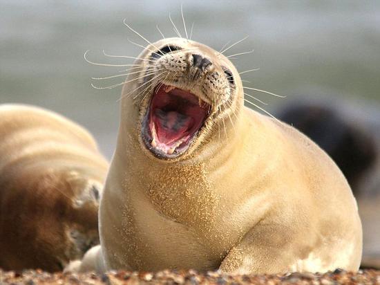 英小海豹沙滩大笑打滚似开派对 萌化众网友_中山频道_新浪广东_新浪网