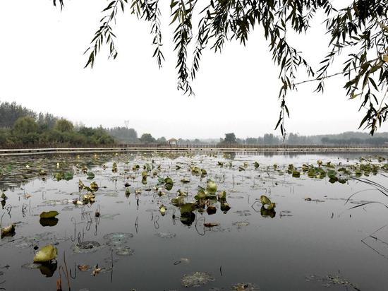 臨沂武河濕地公園的秋季荷塘，風光宜人。大眾網記者 攝