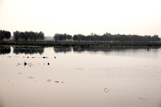 临沂武河湿地公园中秋季美景犹如一幅水墨画。大众网记者 摄