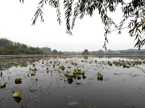 临沂武河湿地公园的秋季荷塘，风光宜人。大众网记者 摄
