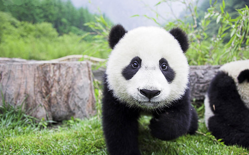 “熊猫外交”已经是中国外交史上的佳话。（资料图）