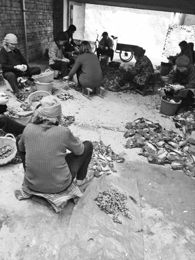 柘城不法商贩卖毒饲料给村民药鸟后回收 死鸟