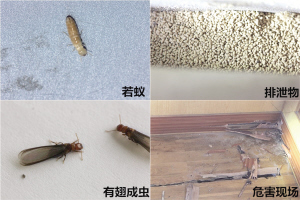 镇海首次发现小楹白蚁利用潮气便可生存繁殖