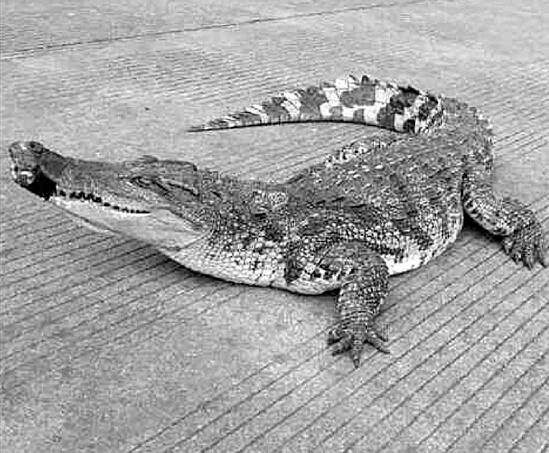 杭徽高速突现1条1米多长大鳄鱼 在隔离带露出