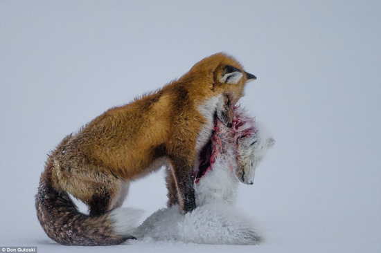 野性的呼唤：摄影师Don Gutoski凭借该作品获得年度最佳野生动物摄影大奖，并被评为最佳哺乳类动物摄影作品。作品展现一只红狐叼着一只北极狐尸体，摄于加拿大位于哈得逊湾的瓦布斯克国家公园。