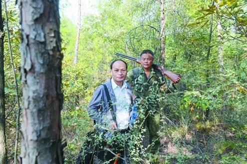 十堰超万头野猪祸害庄稼 狩猎队进深山围剿野