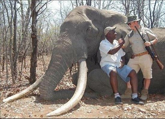 猎杀大象的德国猎手为这次狩猎花费约38万人民币，并雇佣了当地一名经验丰富的猎人做他的向导，整场追捕行动总共持续了21天。