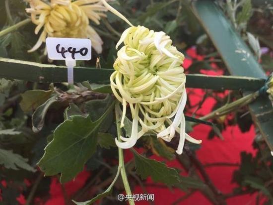 开封菊花展一株菊花开出641个品种 破纪录