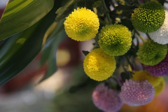 一年一度秋風(fēng)起，帶著老人來賞菊