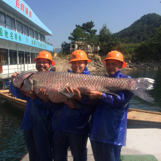  千岛湖 现 180斤大鱼王  1米75长身价或过万(图)