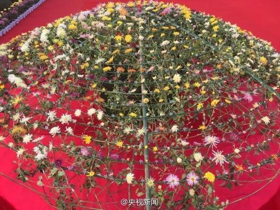 开封菊花展一株菊花开出641个品种 破纪录