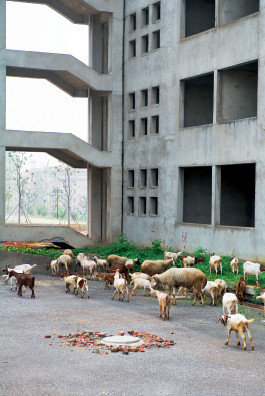 2014年7月，安徽萧县闲置“政府办公楼”前杂草丛生，当地居民在此放羊。