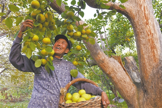 唐山最长寿“梨树王”结出三千多斤大酸梨 - 农巴网