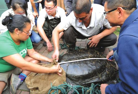 动物园 斑鳖 夫妇 二次 人工授精 未达预期效果_新