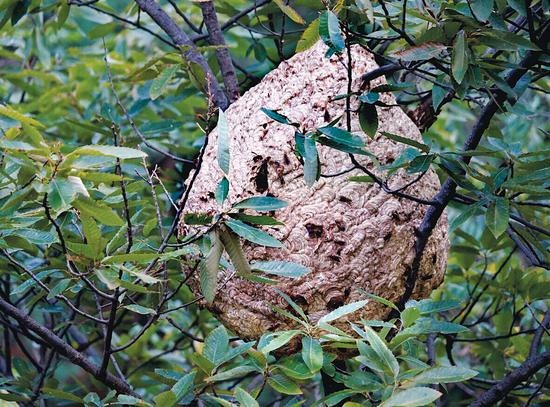 村中驚現巨型馬蜂窩