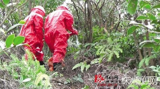 消防人员对王菊云出事地点的马蜂窝进行处理。(消防供图)