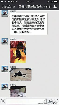 女子網上尋狗啟示