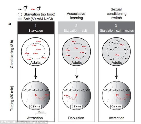 研究人员对秀丽隐杆线虫进行了训练，让它们一旦碰到盐，就会联想起饥饿的感觉。接下来，它们会被放在一个含有不同浓度盐分的盘子上。无论是雄性还是雌雄同体的秀丽隐杆线虫，都会避开含有盐分的区域。然而，如果训练这些线虫将盐同时与饥饿和性欲联系起来，它们就会凑到盐分边上去。研究人员认为，这说明在性欲和食欲的斗争中，性欲占了上风。