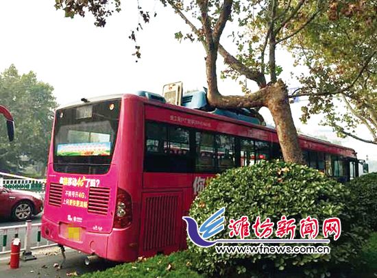 公交车撞上法桐树。