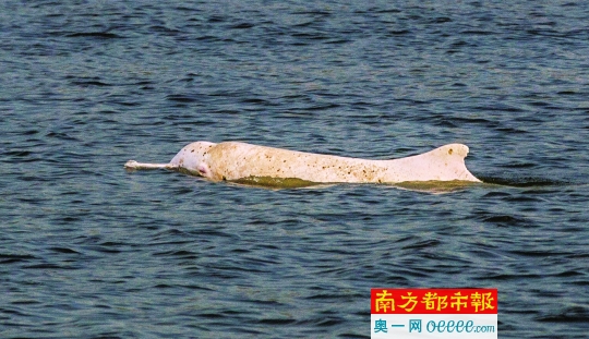 昨日下午4时左右,珠江大桥上游水域又出现中华白海豚的身影。 南都记者 谭庆驹 摄