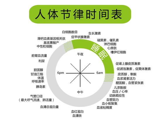 人体生物钟探秘:你的健康时钟对准了吗?