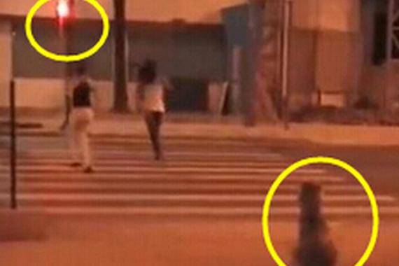 汪星人等绿灯女孩闯红灯 网友叹人不如狗