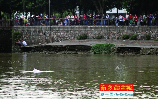 10月12日,佛山东平河南海平洲五斗桥段水域出现一头白海豚。南都记者 张明术 摄