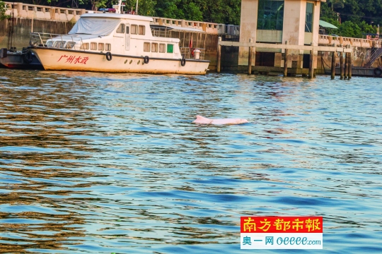 昨日下午5时许,白海豚游到鹤洞大桥与丫髻沙大桥中间的珠江水域。南都记者 谭庆驹 摄