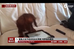 腊肠犬任性玩平板游戏走红网络 叫声动作魔性