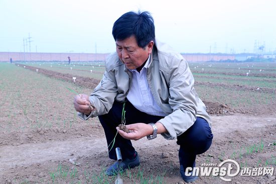 王辉一生痴迷小麦育种，大部分时间都忙碌在田间地头。