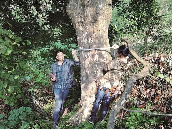 十堰发现湖北最老古茶树 估计树龄在200年以上