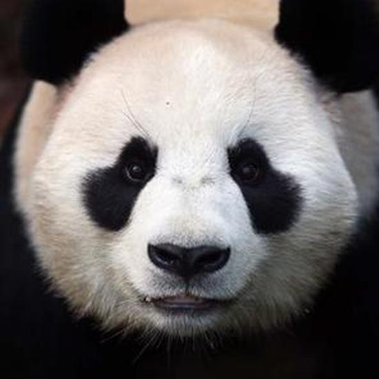 黑眼圈是怎么形成的