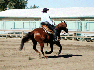过目不忘 炫酷帅气的西部马术技巧