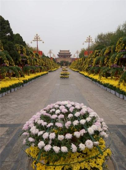 菊花香里的龍亭