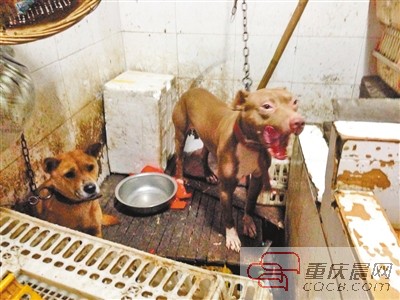 关在铁笼中的犬只，女老板表示这是一只宠物狗。 记者 敖一航摄