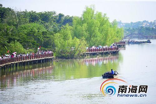 在海口市演丰东寨港红树林，游客漫步栈道欣赏生态美景。本报记者张杰摄