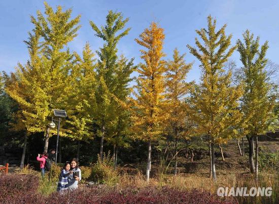 1024գɭֹ԰ҶھСͼΪοڹ԰ڸı