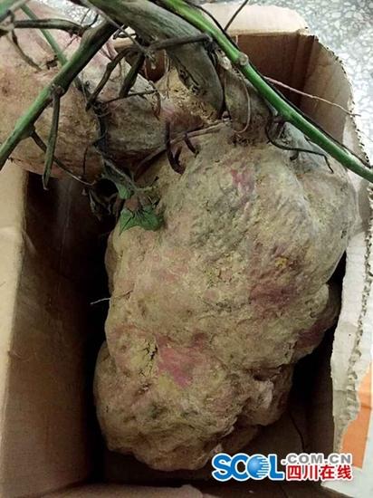 广元苍溪现14斤重红薯王