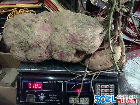 广元苍溪现14斤重红薯王