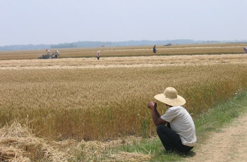 农民伤心:大户流转土地后毁约