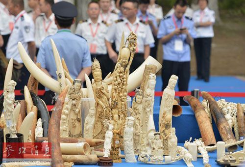 这是即将被销毁的非法象牙及象牙制品。新华社记者 李鑫 摄
