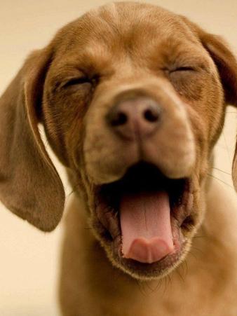 外语首页_英语|英语翻译 在线翻译 英语四级 英